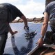 The Value of Niche Marketing to Solar Companies