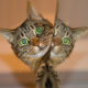 Cat Meme-driven Marketing for the Uninitiated