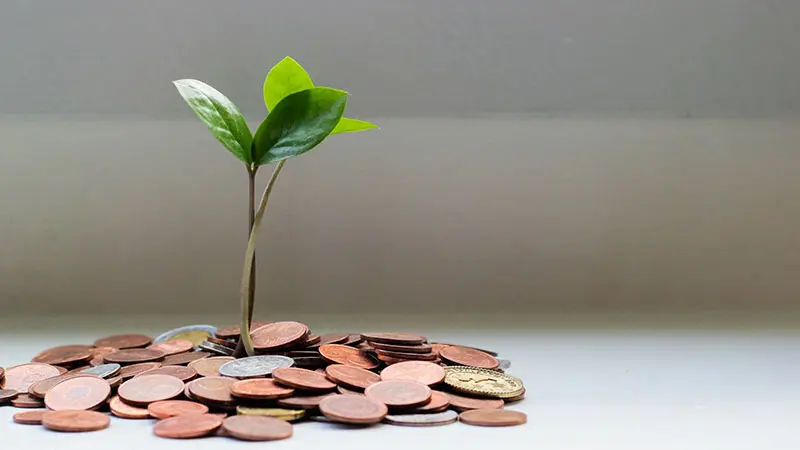 Sapling growing on coins